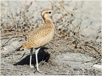 Cream-Coloured-Courser-3-web.jpg