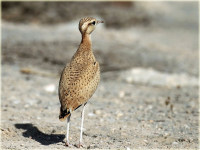 Cream-Coloured-Courser-2-web.jpg