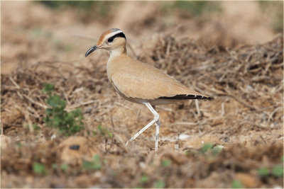 Cream Coloured Courser