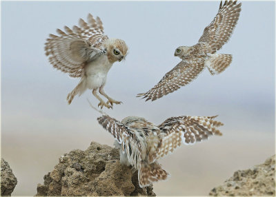 Three Owls-Montage-web.jpg