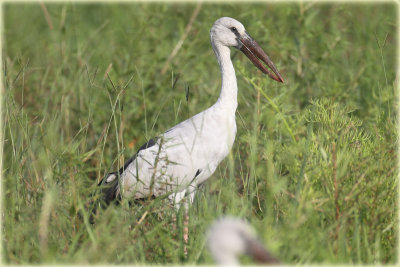 Asian Openbill.JPG