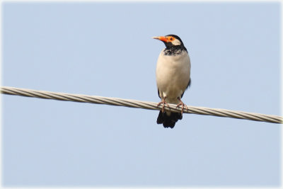 Asian Pied Starling 1.JPG