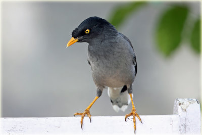 Jungle Myna.jpg