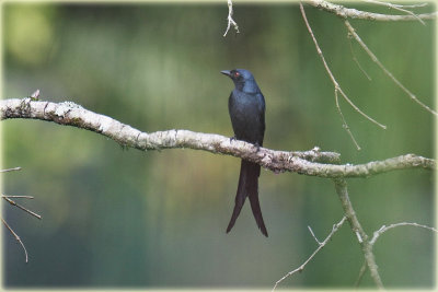 Black Drongo.JPG