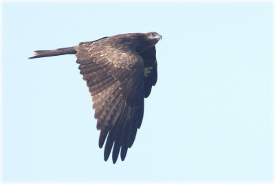 Black Kite 1.JPG