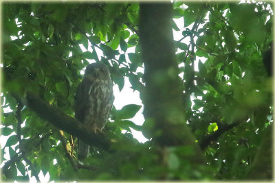 Brown Hawk Owl.jpg