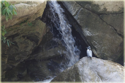 Crested Kingfisher.JPG