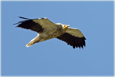 Egyptian Vulture.jpg