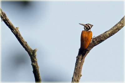 Greater Flameback Female.jpg