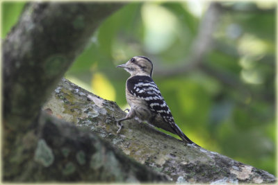 Grey capped Pygmy Woodpecker 1.JPG