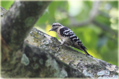 Grey capped Pygmy Woodpecker.JPG