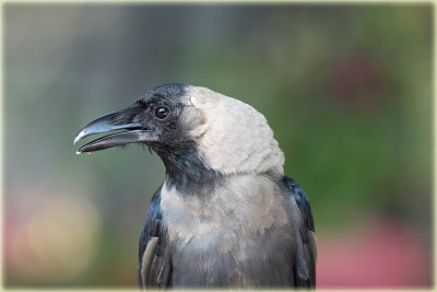 House Crow.jpg