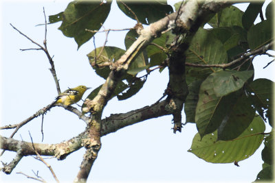 Indian Goldern Oriole.JPG