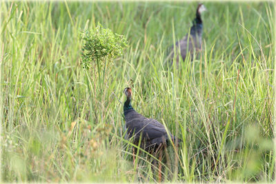 Indian Peafowl.JPG