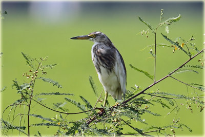 Indian Pond Heron.jpg