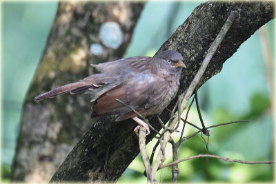 Jungle Babbler.JPG