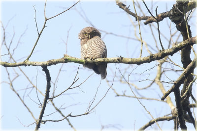 Jungle Owlet .JPG