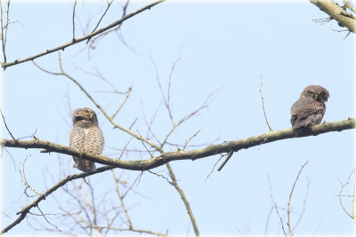 Jungle Owlet 1.JPG