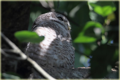 Jungle Owlet 2.jpg