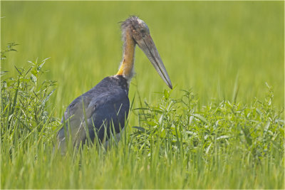 Lesser Adjutant 1.jpg