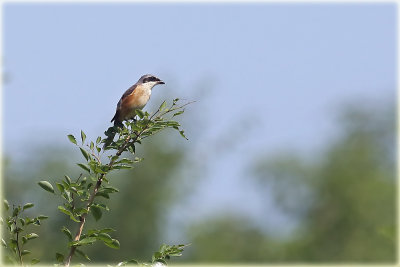 Long Tailed Shrike.jpg