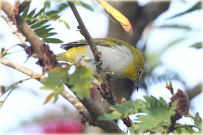 Oriental White Eye 1.JPG