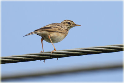 Padyfield Pipit.jpg