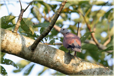 Red Collard Dove.jpg