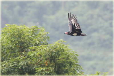 Red Headed Vulture.JPG