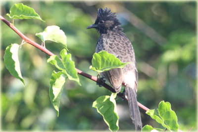 Red Vented Bulbul.JPG