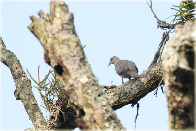 Spotted Dove.JPG