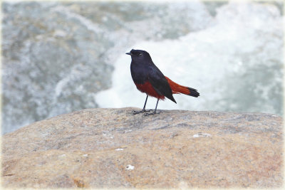 White Capped Water Redstart 1.JPG