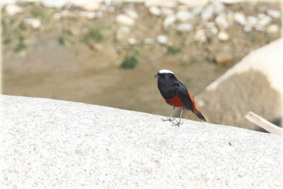 White Capped Water Redstart.JPG