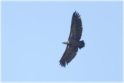 White Rumped Vulture 1.JPG