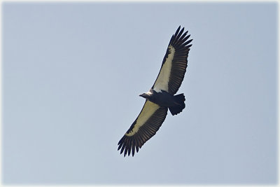 White Rumped Vulture.jpg