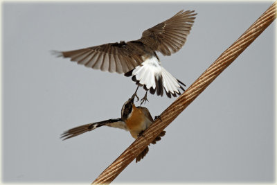 Wheatear attacks Whinchat 