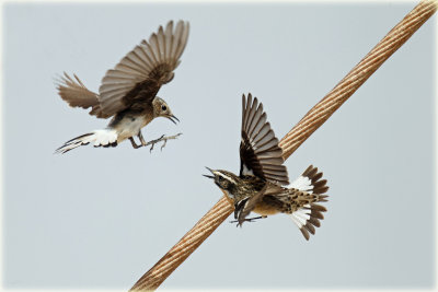 Wheatear attacks Whinchat