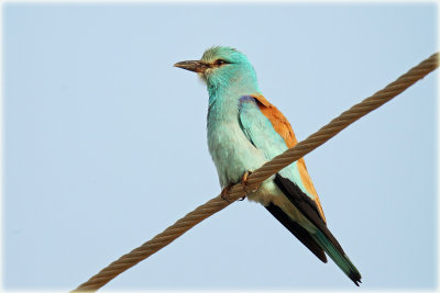European Roller 