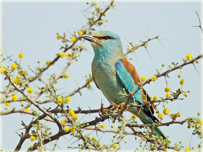 European Roller 