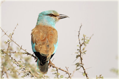 European Roller 