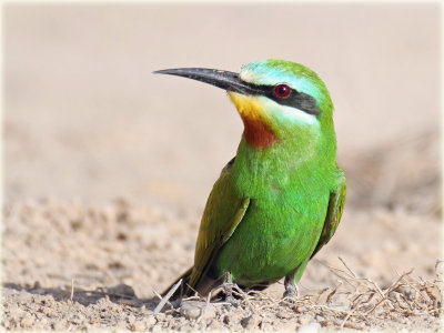 Blue Cheeked Bee Eater 