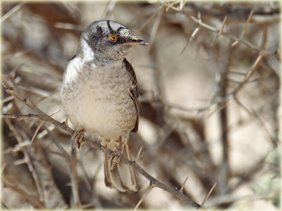 Warbler Barred 1_resize.jpg