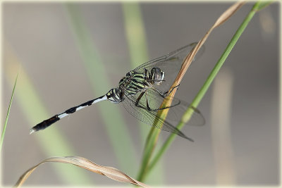 Dragon Fly.jpg