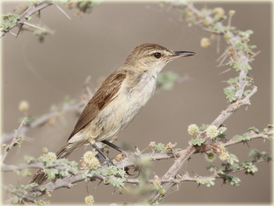 Great Reed Warbler 1.JPG