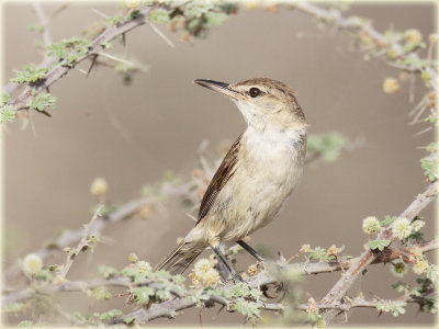 Great Reed Warbler 2.JPG