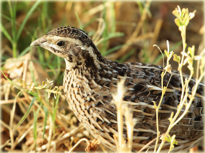 Quail 1.JPG