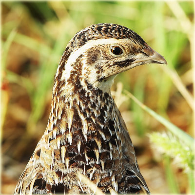 Quail 2.JPG