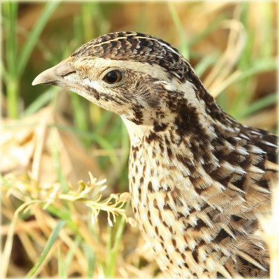 Quail 3.JPG