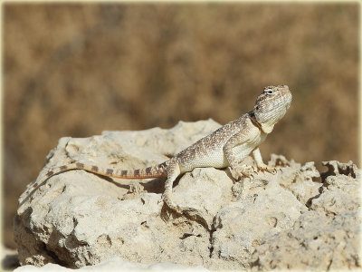 Lizard 1.JPG