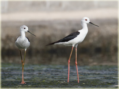 Other Birds